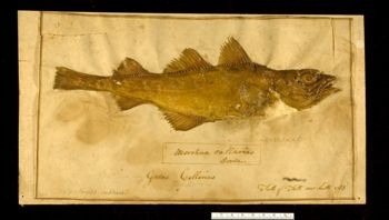 Media type: image; Ichthyology 154779